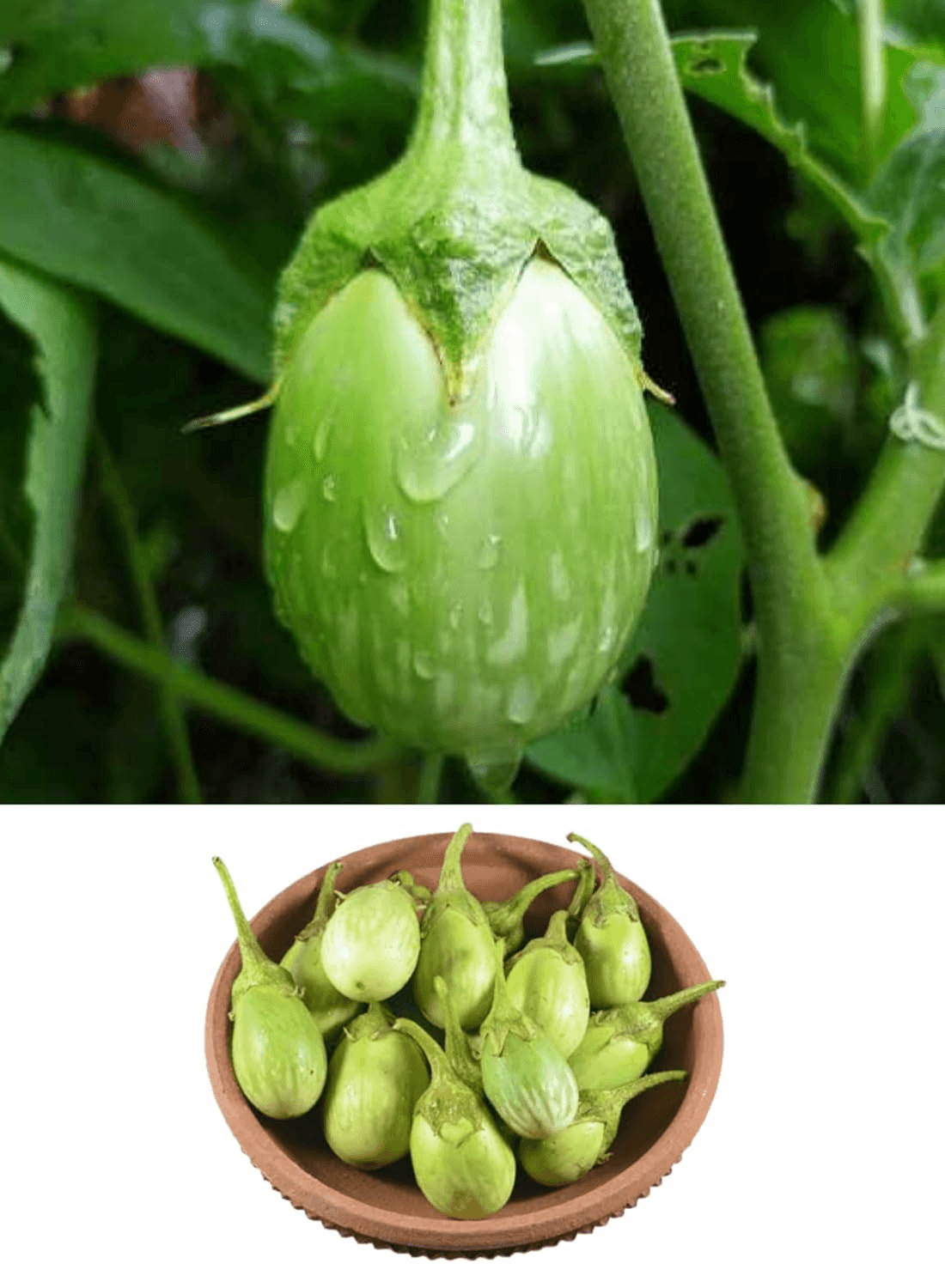 Green Eggplant - 500g
