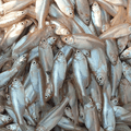 سمك المياه العذبة المجمد من سي كينج (أنشوفي مولا كاربليت) - 250 جرام