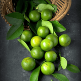 Good Sense Real Squeezed Calamansi Extract - 150ml
