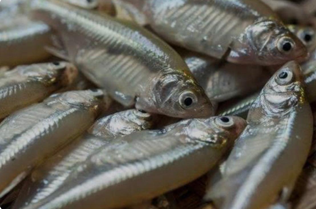 Sea King Frozen Fresh Water Fish (Anchovy Mola Carplet) - 250g