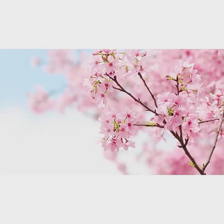 Laikou Japan Sakura Skin Care Set