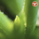 Creme 21 Moisturizing 95% Aloe Vera Gel - 300ml