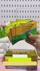 Senna Leaves Herbal Biofit Tea  - 30 Teabags