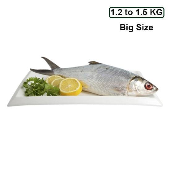 Bangus Milk Fish Big (Frozen) 1.2 to 1.5 KG - Pinoyhyper