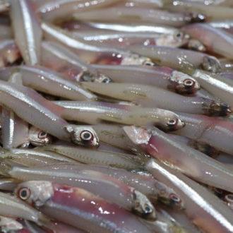 Dilles Fish 250g - Frozen - Pinoyhyper