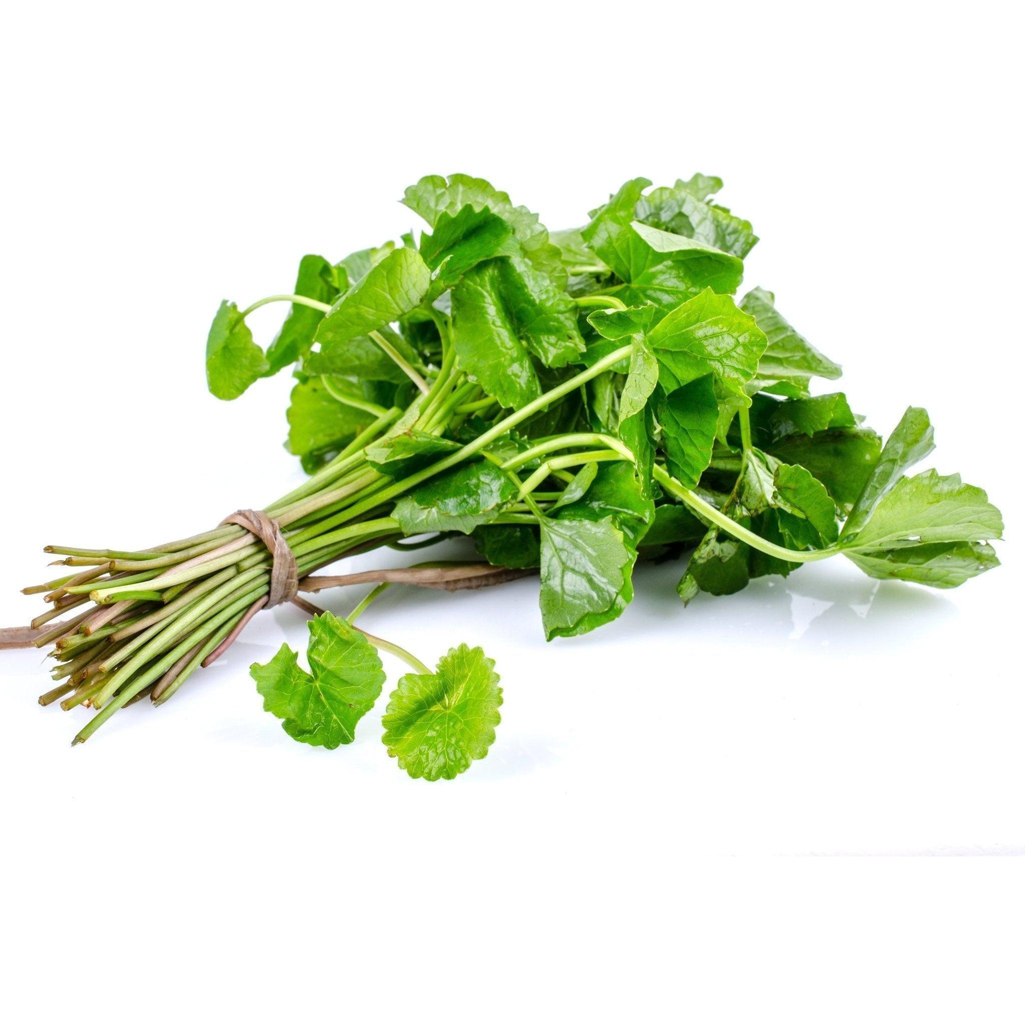 Gotu Kola - 1 Bunch - Pinoyhyper