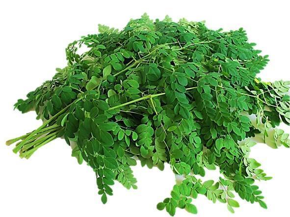 Moringa Leaves - Malunggay Leaves Bunch - Pinoyhyper