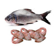 Rohu Steak Cut Pieces - Frozen - Pinoyhyper